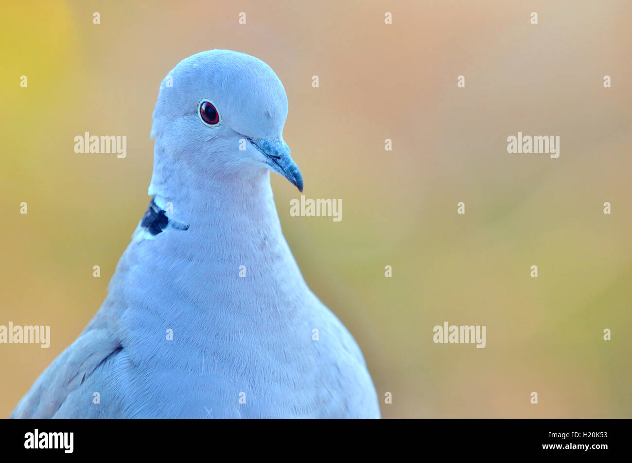 Pigeon Banque D'Images