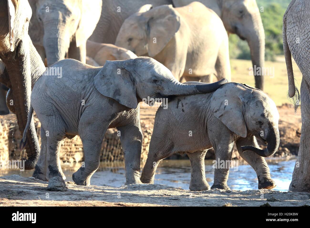 Les Amis de l'Eléphant d'Afrique Bébé Banque D'Images