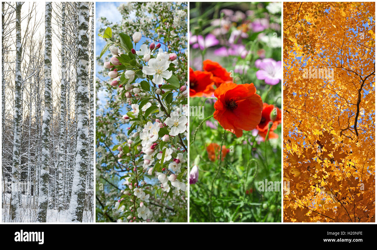 Hiver Printemps Ete Automne Quatre Saisons Photo Stock Alamy