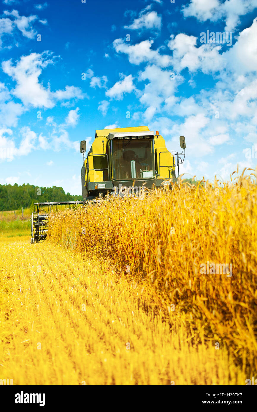 Travail en moissonneuse-batteuse Banque D'Images