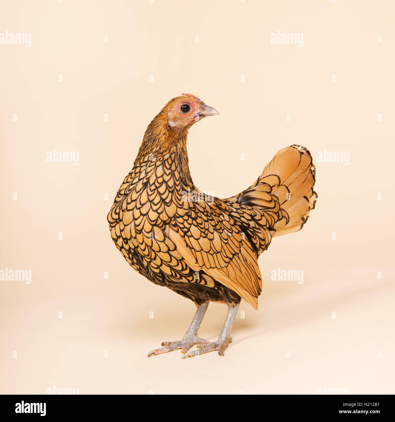 Poulet en studio sur fond crème Banque D'Images Poulet en studio sur fond crème Banque D'Images
