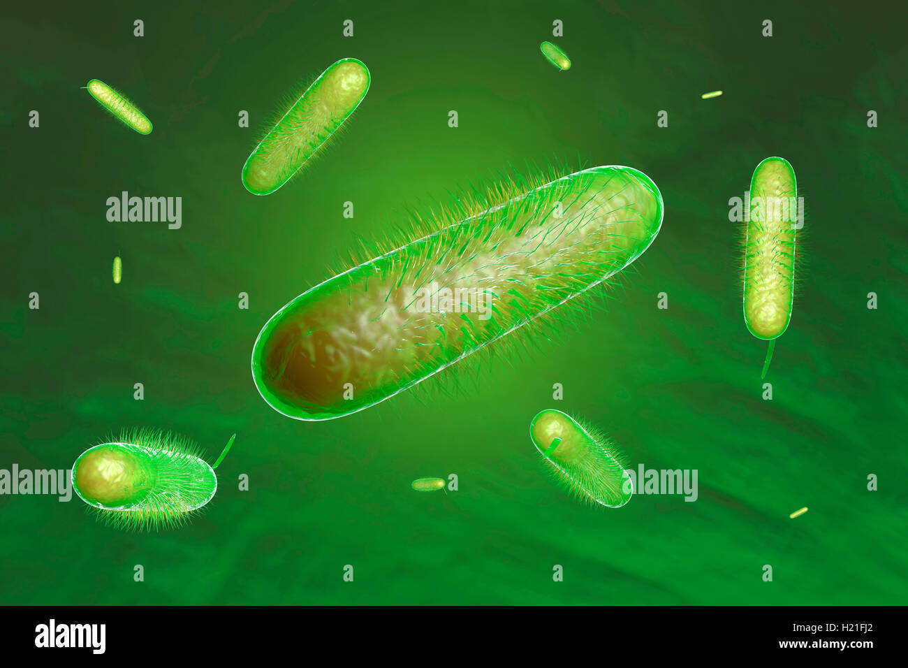 Rendu 3D illustration de bactéries Banque D'Images