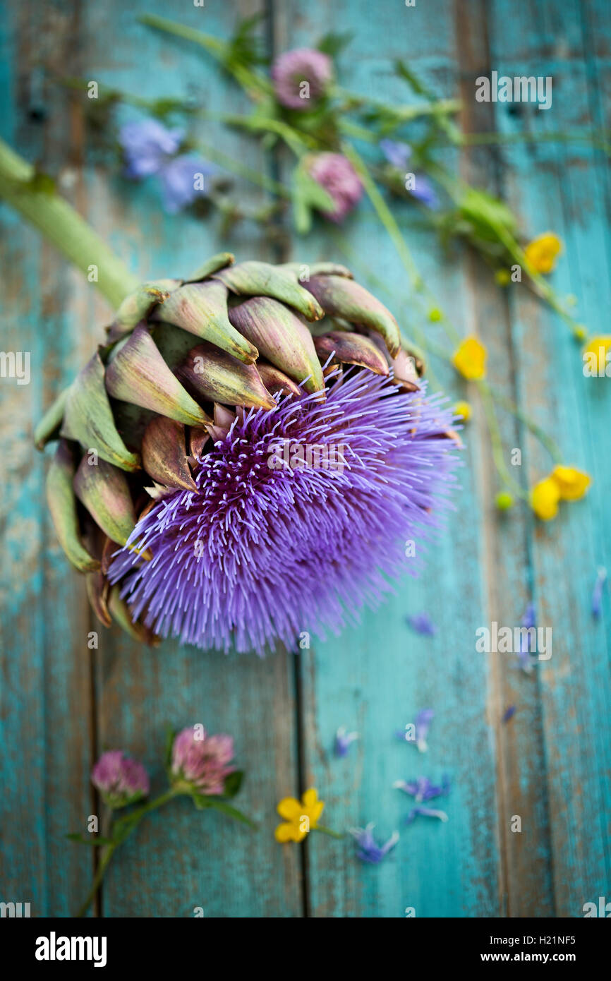 Artichaut, Cynara scolymus, fleurit sur bois bleu Banque D'Images