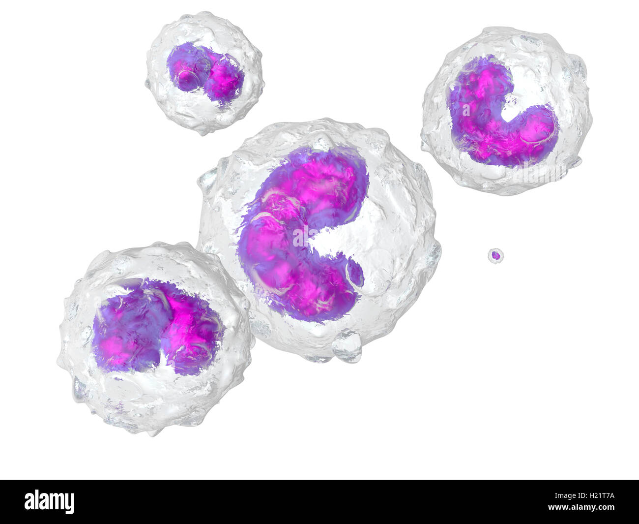 Les monocytes, rendu 3D illustration Banque D'Images