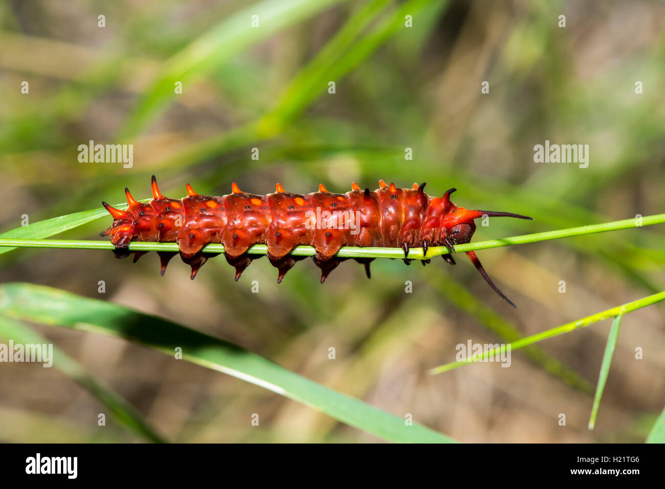 Battus philenor pipevine swallowtail Tucson, Arizona, États-Unis 13 septembre 2016 chenille dernière forme rouge, Banque D'Images