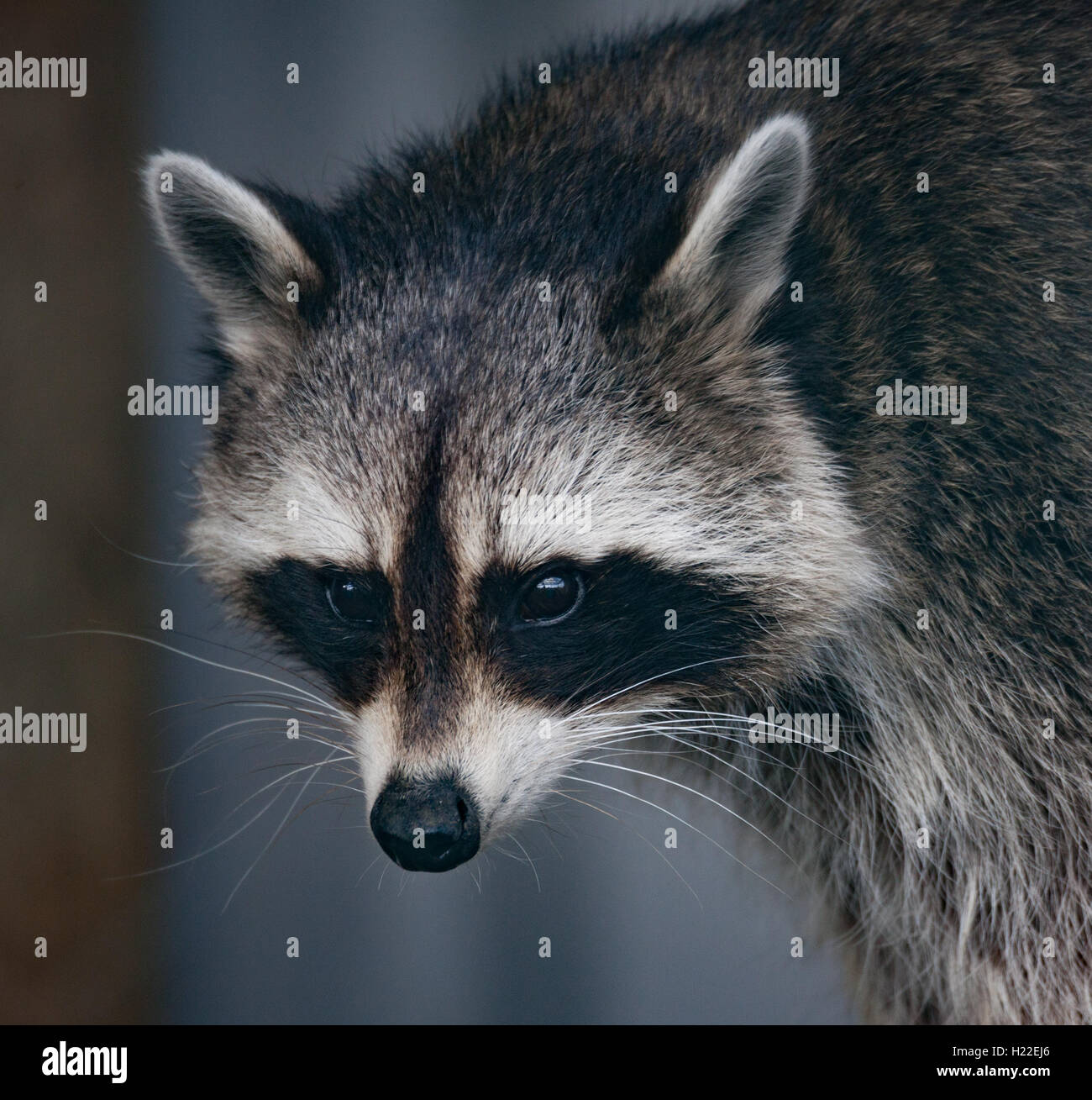 Le Raton laveur head shot close up Banque D'Images
