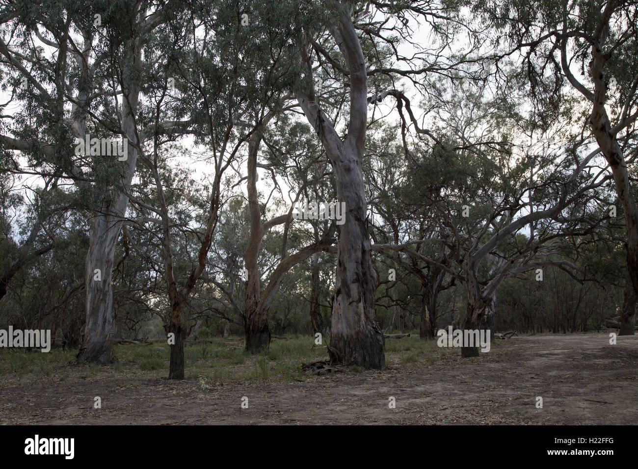 Ancienne Rivière red gum's le long de la rivière Darling Kinchega National Park New South Wales Australie Banque D'Images