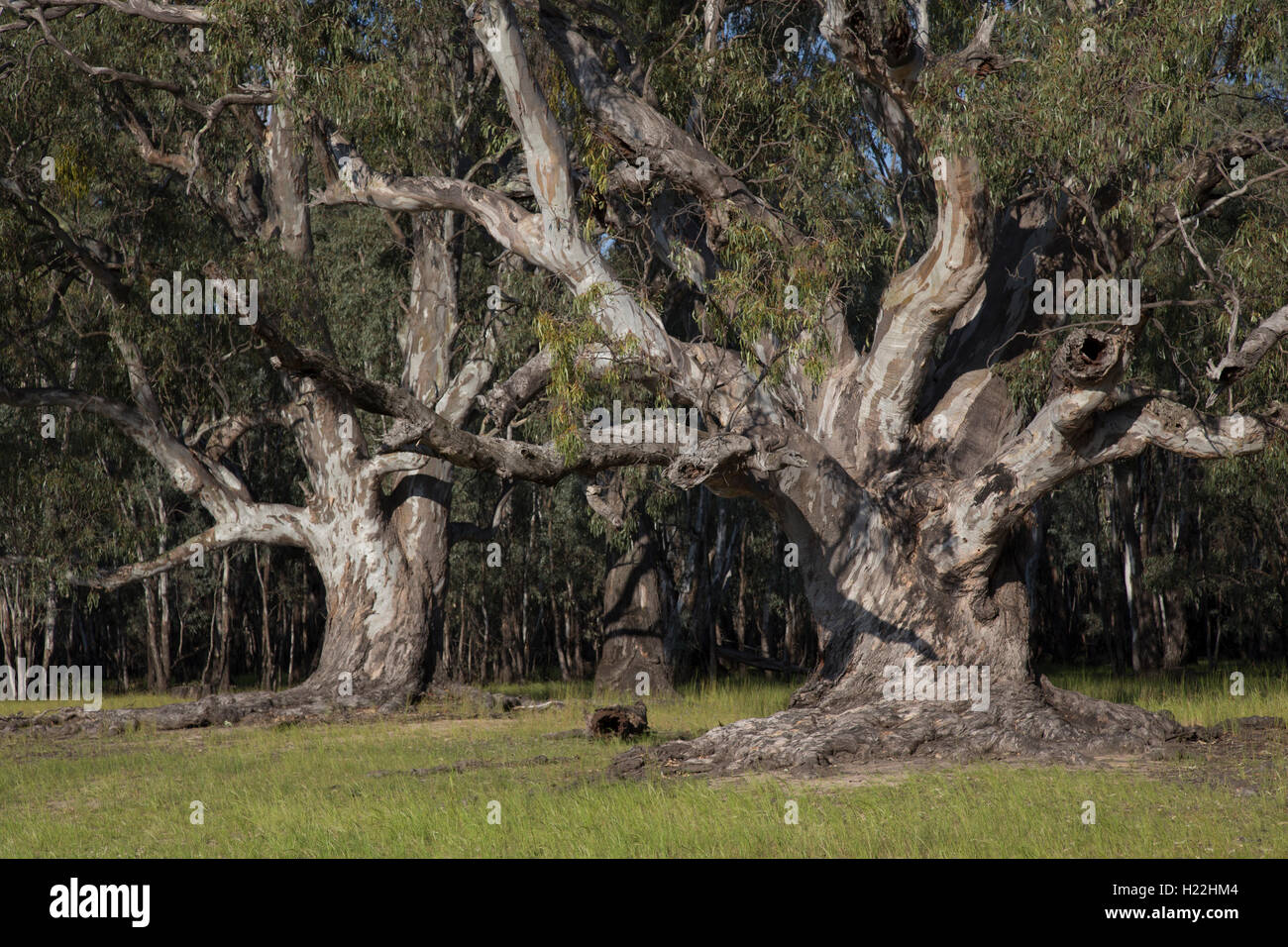 Ancienne Rivière Red Gums au Parc National de Barmah Australie Victoria Banque D'Images