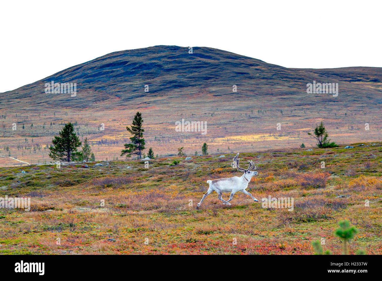 Renne Blanc avec couleurs d'automne Banque D'Images