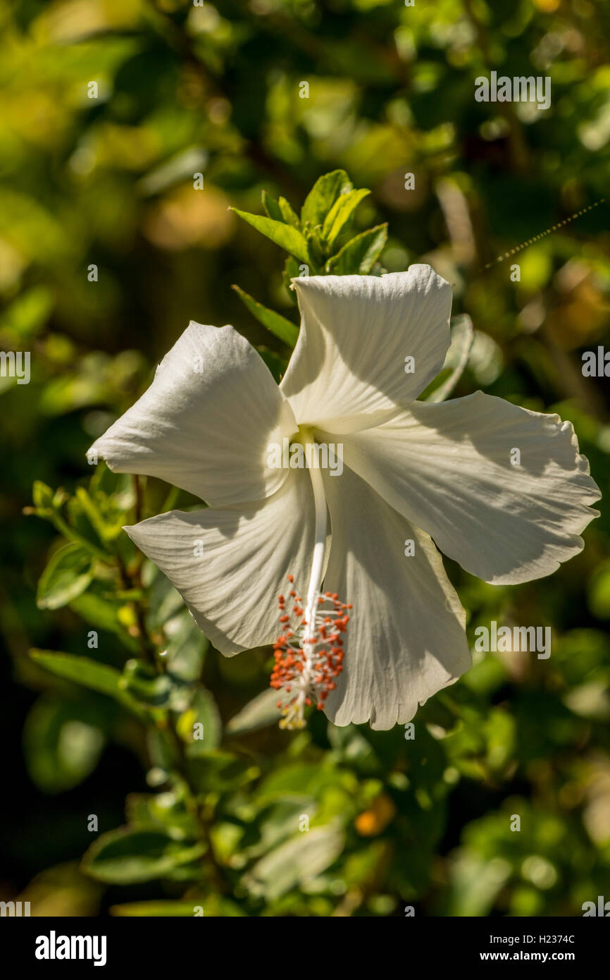 Parc agricole de Sabah Tenom dédié à la conservation des plantes et de la flore en l'apprenant d'intérêt pour les touristes et les chercheurs Banque D'Images