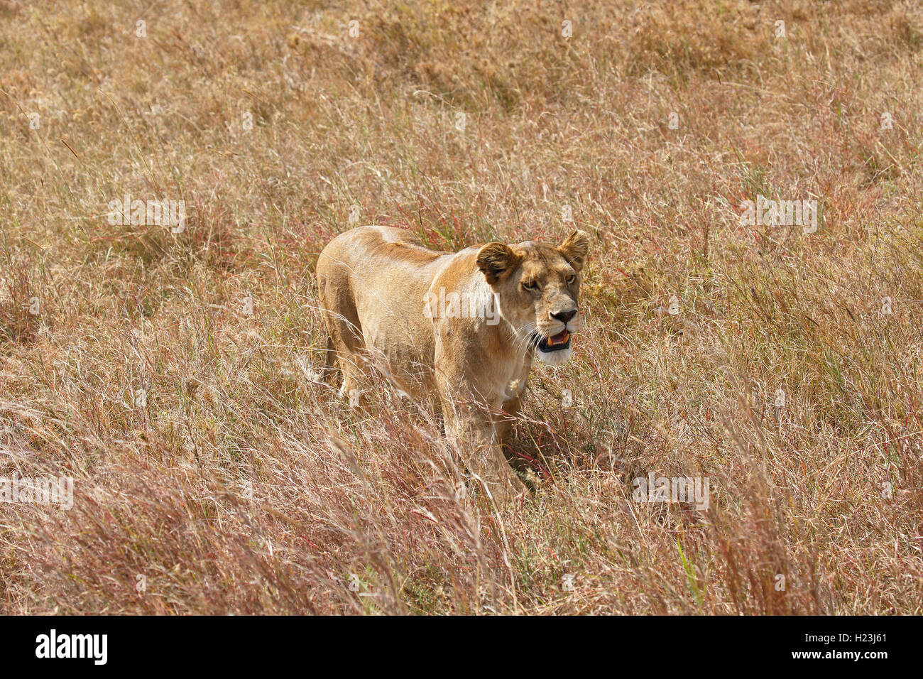 Lionne enceinte errant dans la savane, l'African lion (Panthera leo), femme, le Parc National du Serengeti, UNESCO World Heritage Banque D'Images