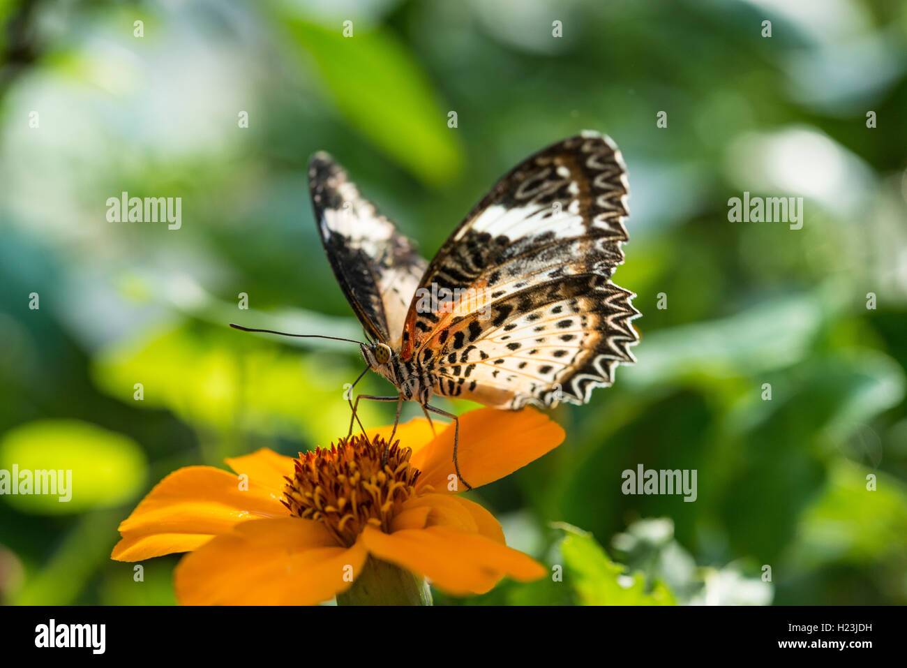 Brown ou Peacock (Anartia amathea écarlate) sur fleur, captive Banque D'Images