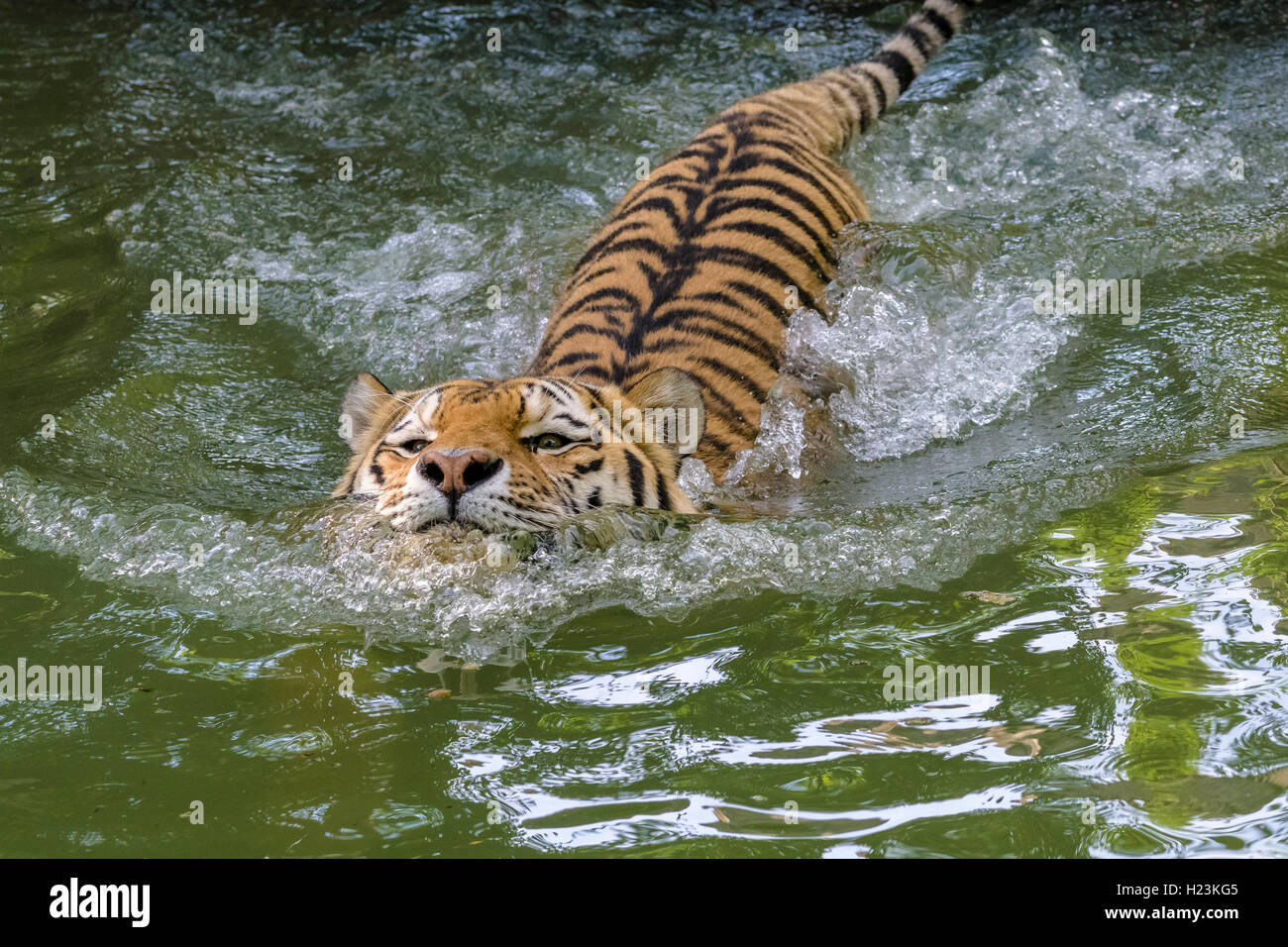 Amur Tiger (Panthera tigris altaica), nager dans un étang, captive, Leipzig, Saxe, Allemagne Banque D'Images