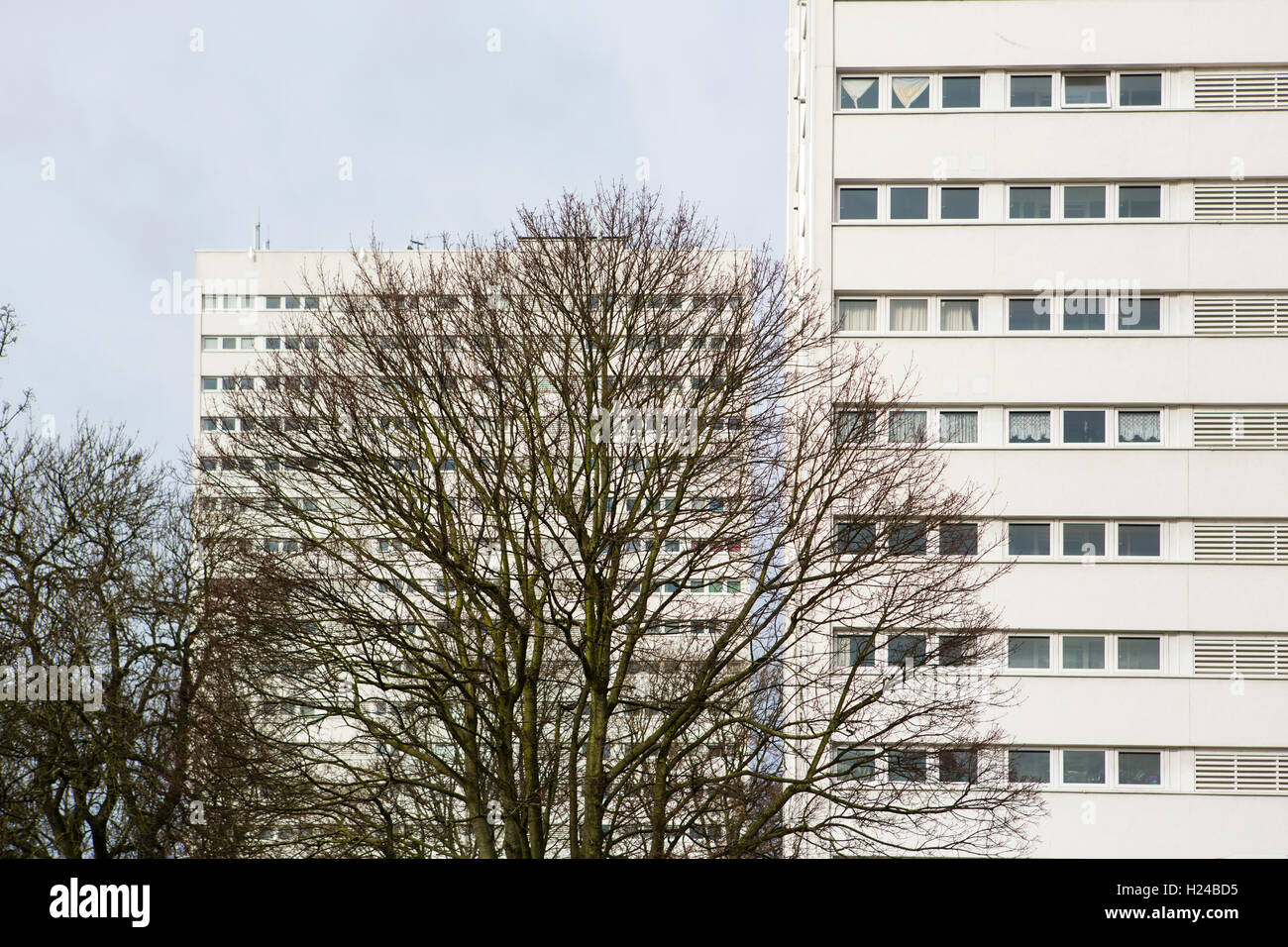 Grand bloc d'appartements à demi caché derrière un arbre sans feuilles au centre d'une grande ville au Royaume-Uni. Banque D'Images