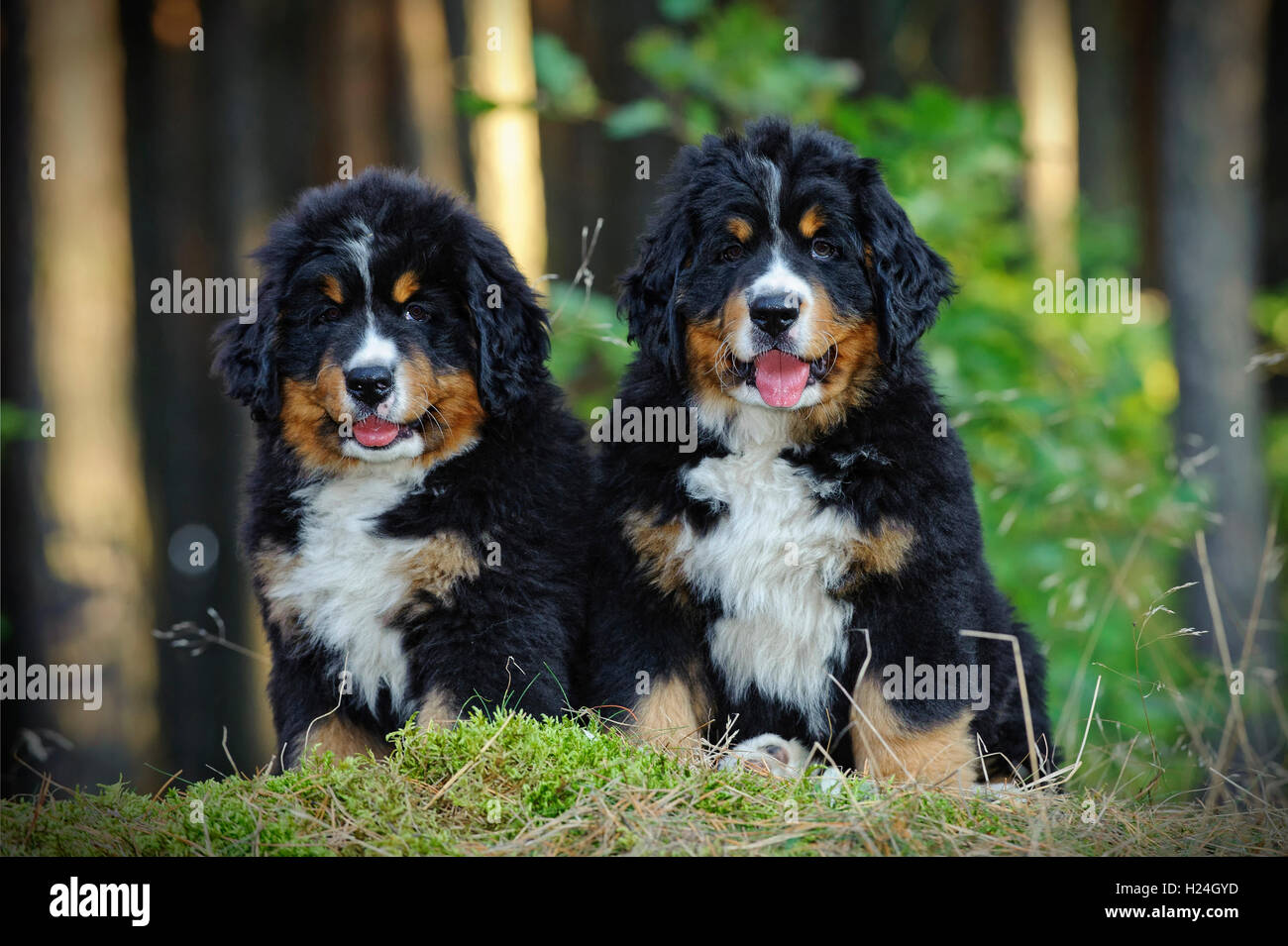 Deux chiots Bouvier Bernois en forêt Banque D'Images