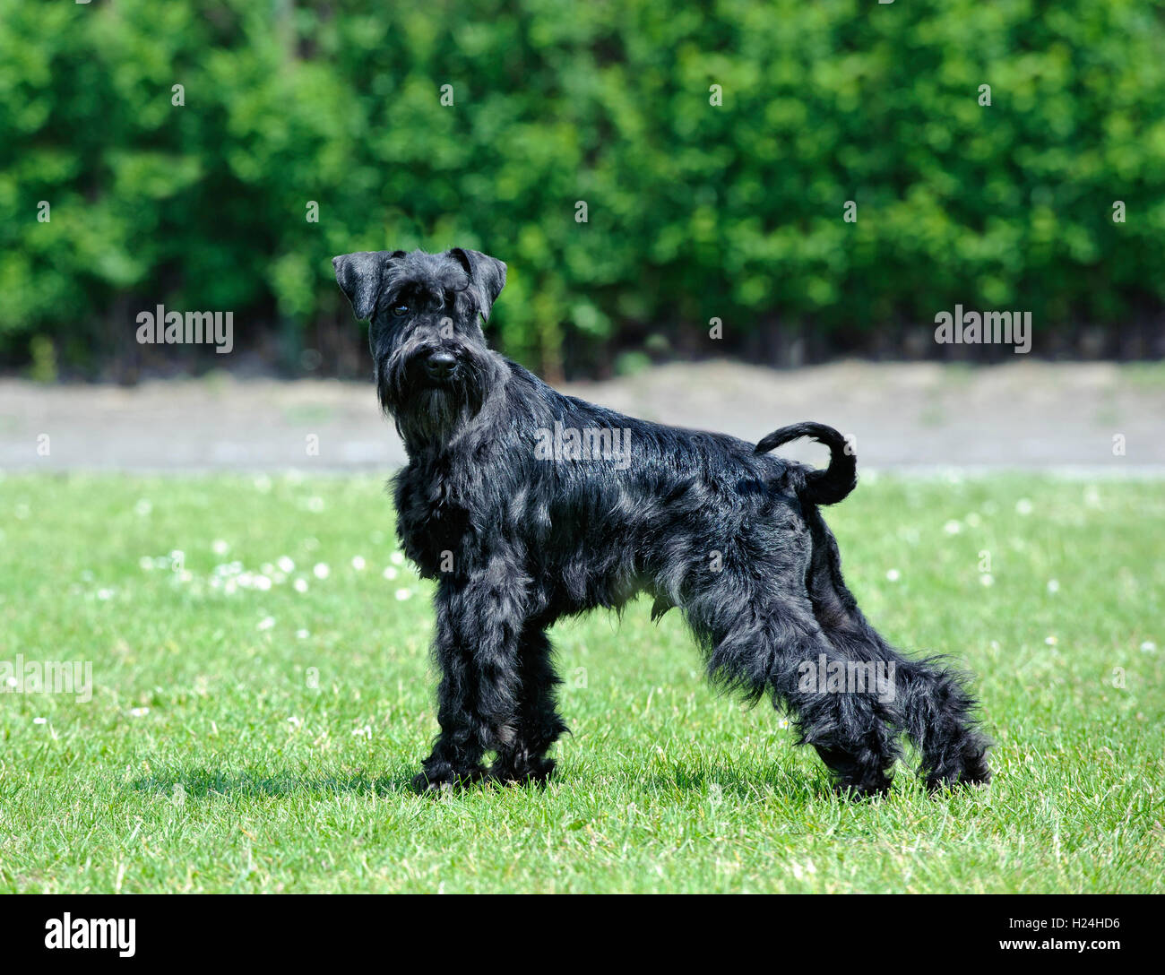 Schnauzer nain noir portrait Banque D'Images