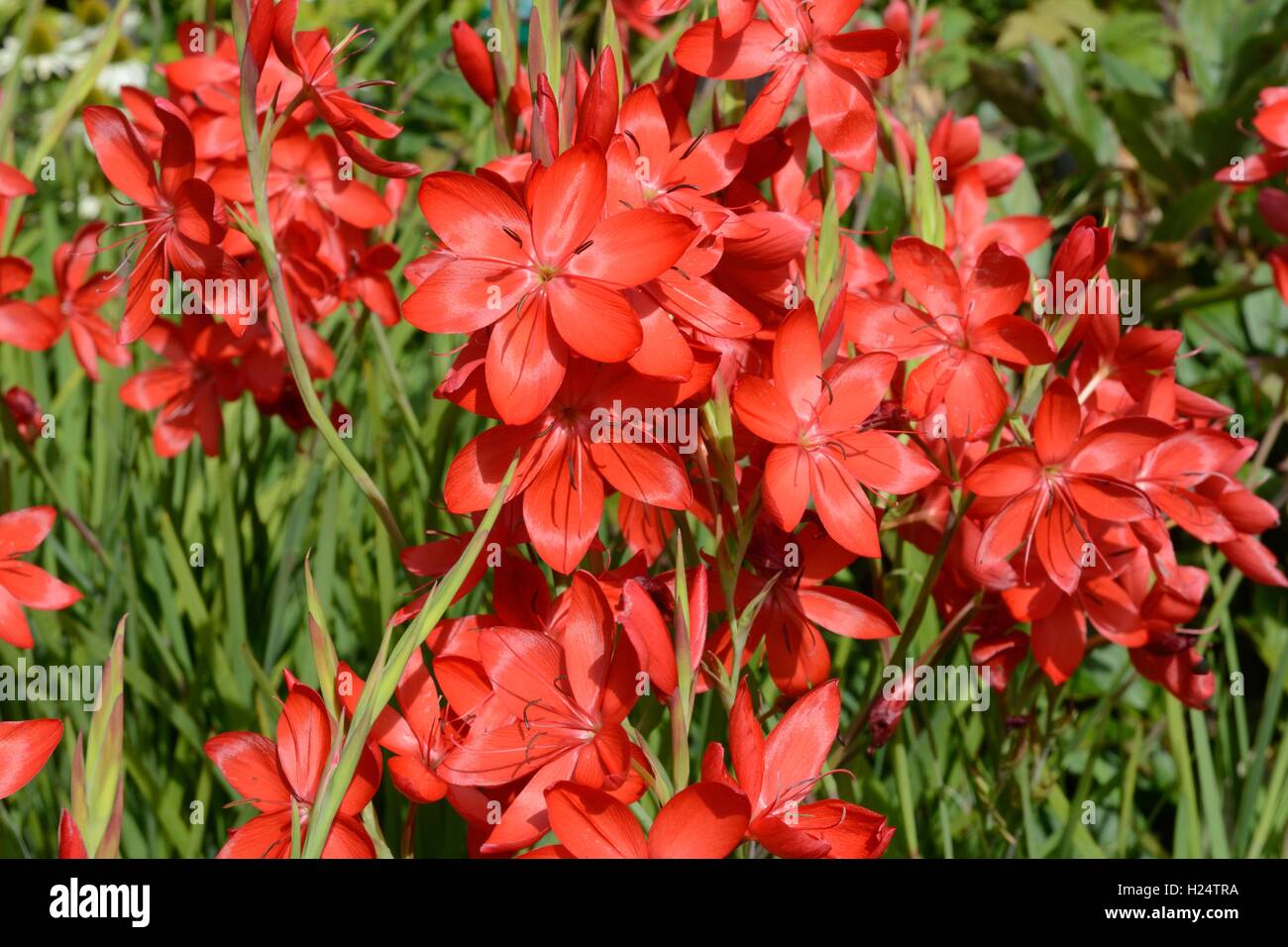 Hesperantha coccinea grand drapeau rouge lily Banque D'Images