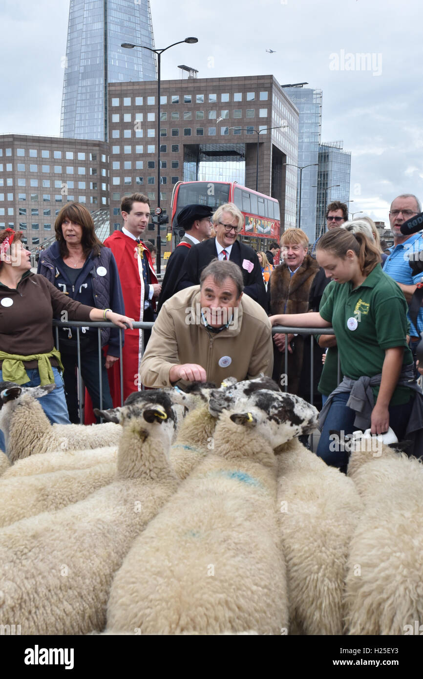 London Bridge, London, UK. 25 Septembre, 2016. L'assemblée annuelle d'entraînement des moutons par la Worshipful Company of Woolmen à travers le pont de Londres. Banque D'Images
