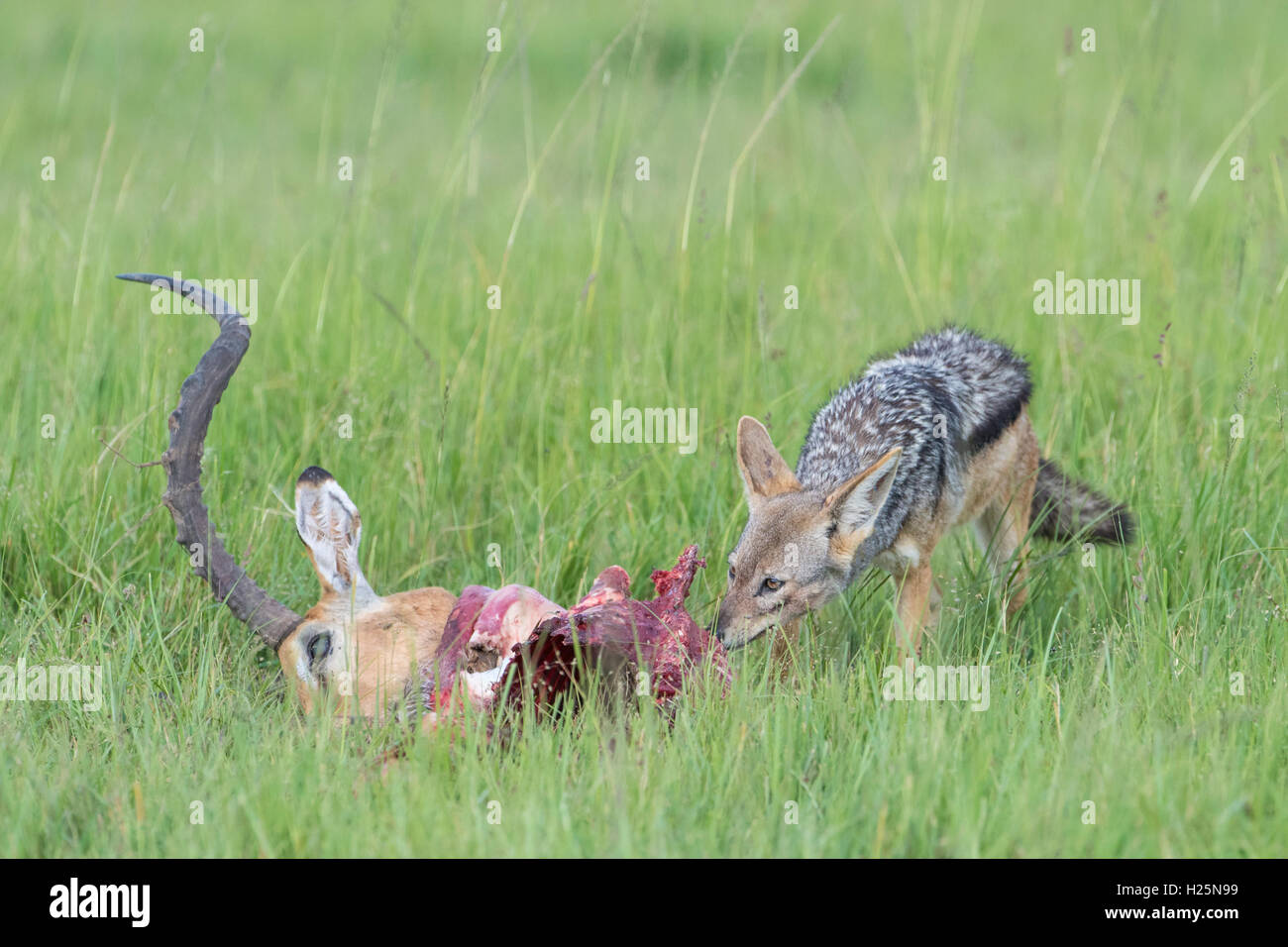 Chacal noir soutenu (Canis mesomelas) manger à partir d'un mâle tête Impala (Aepyceros melampus), Maasai Mara National Reserve, Kenya Banque D'Images