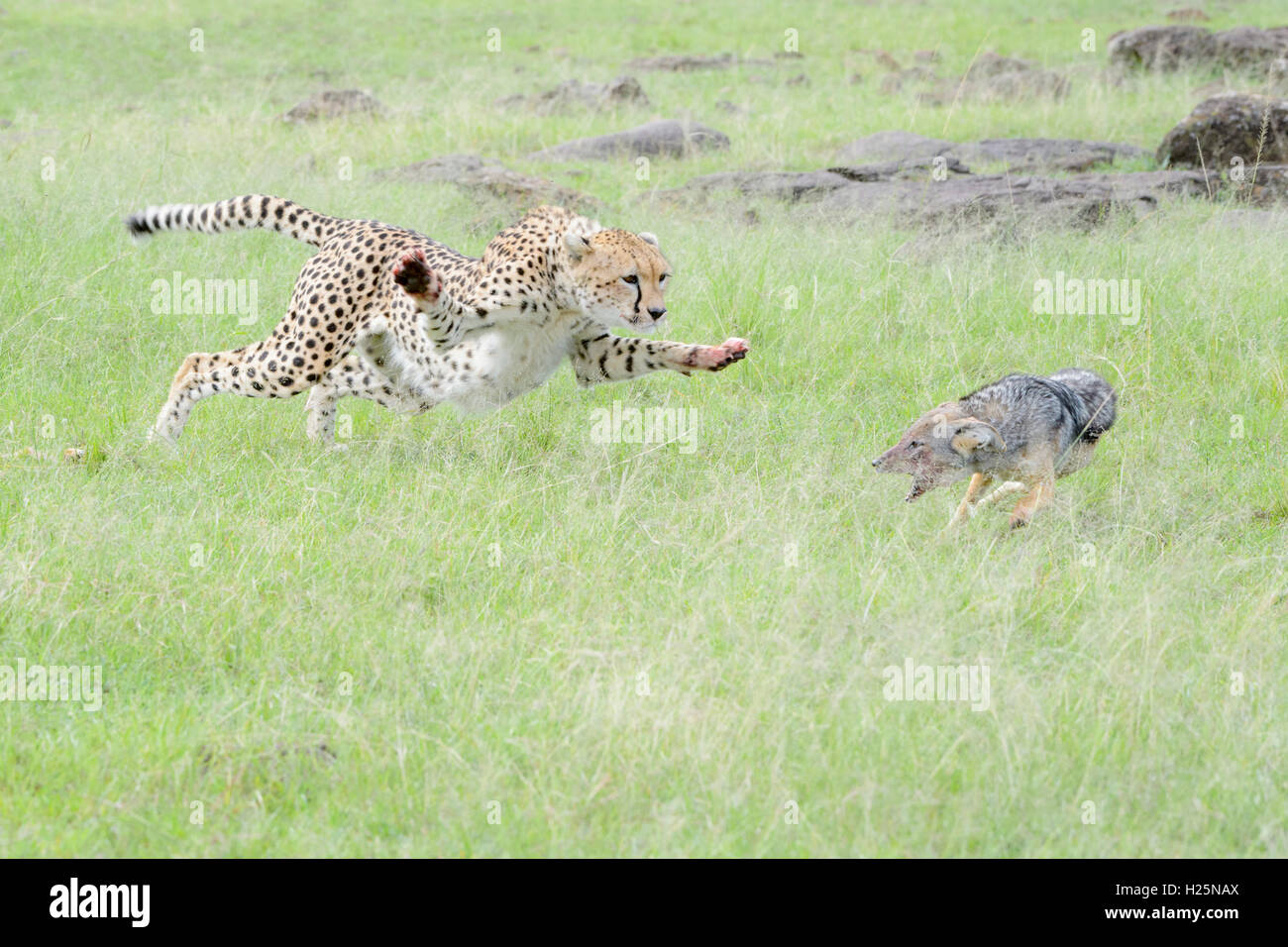 Cheetah (Acinonix jubatus) chasing adossés noir (Canis mesomelas) chacal de tuer, Maasai Mara National Reserve, Kenya Banque D'Images