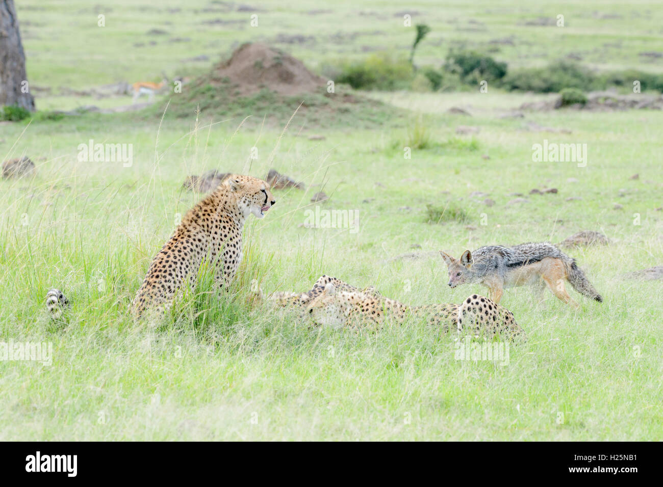 Cheetah (Acinonix jubatus) avec kill vu par black soutenu jackal (Canis mesomelas), Maasai Mara National Reserve, Kenya Banque D'Images