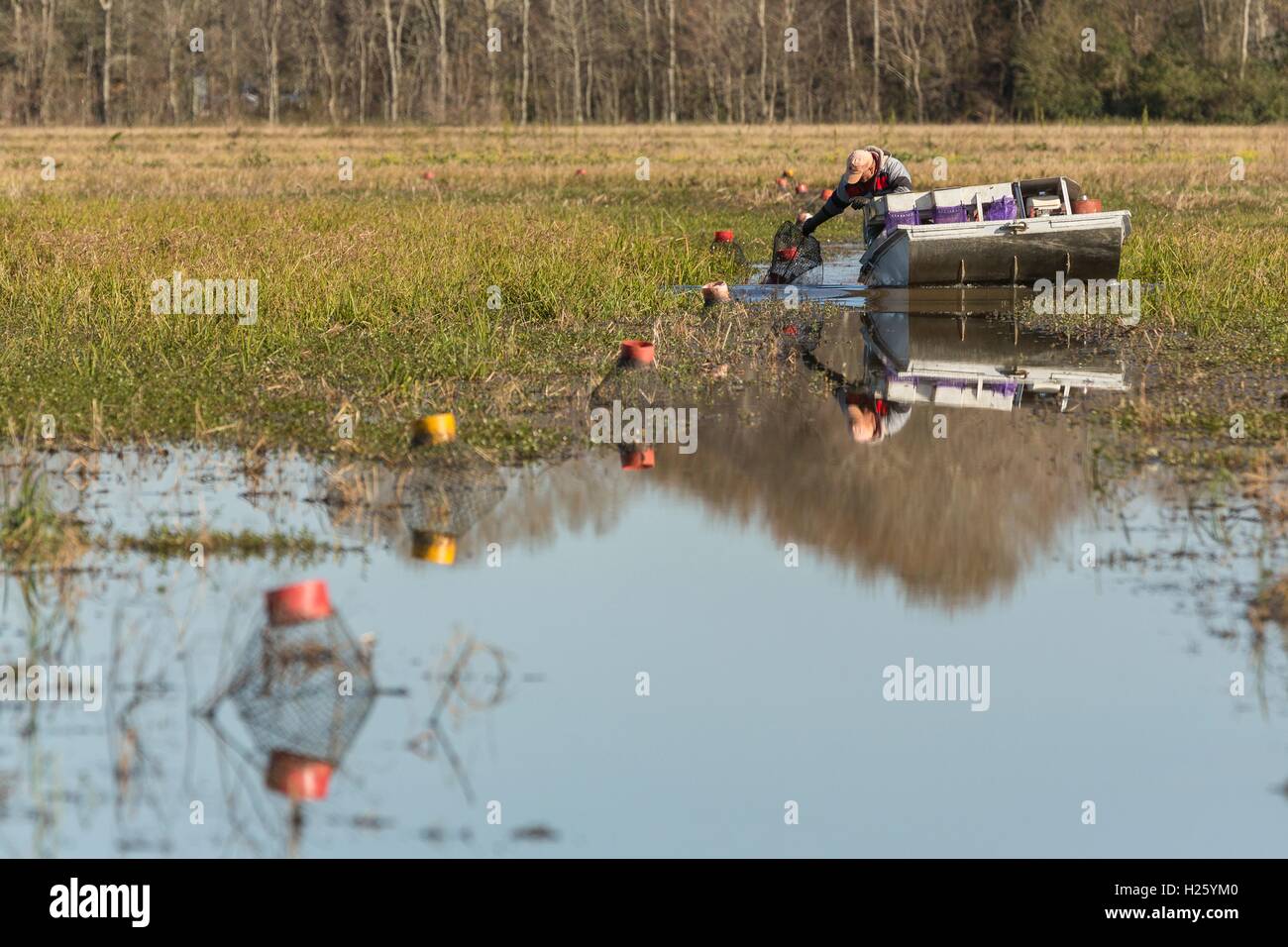 Un exploitant agricole tire des casiers avec des écrevisses, également connu sous le nom d'une langouste riz inondé dans les régions rurales de Eunice, Louisiane. Langoustes sont exploitées en rizières inondées de donner aux agriculteurs une récolte de riz d'été et d'une langouste d'hiver la récolte. Banque D'Images