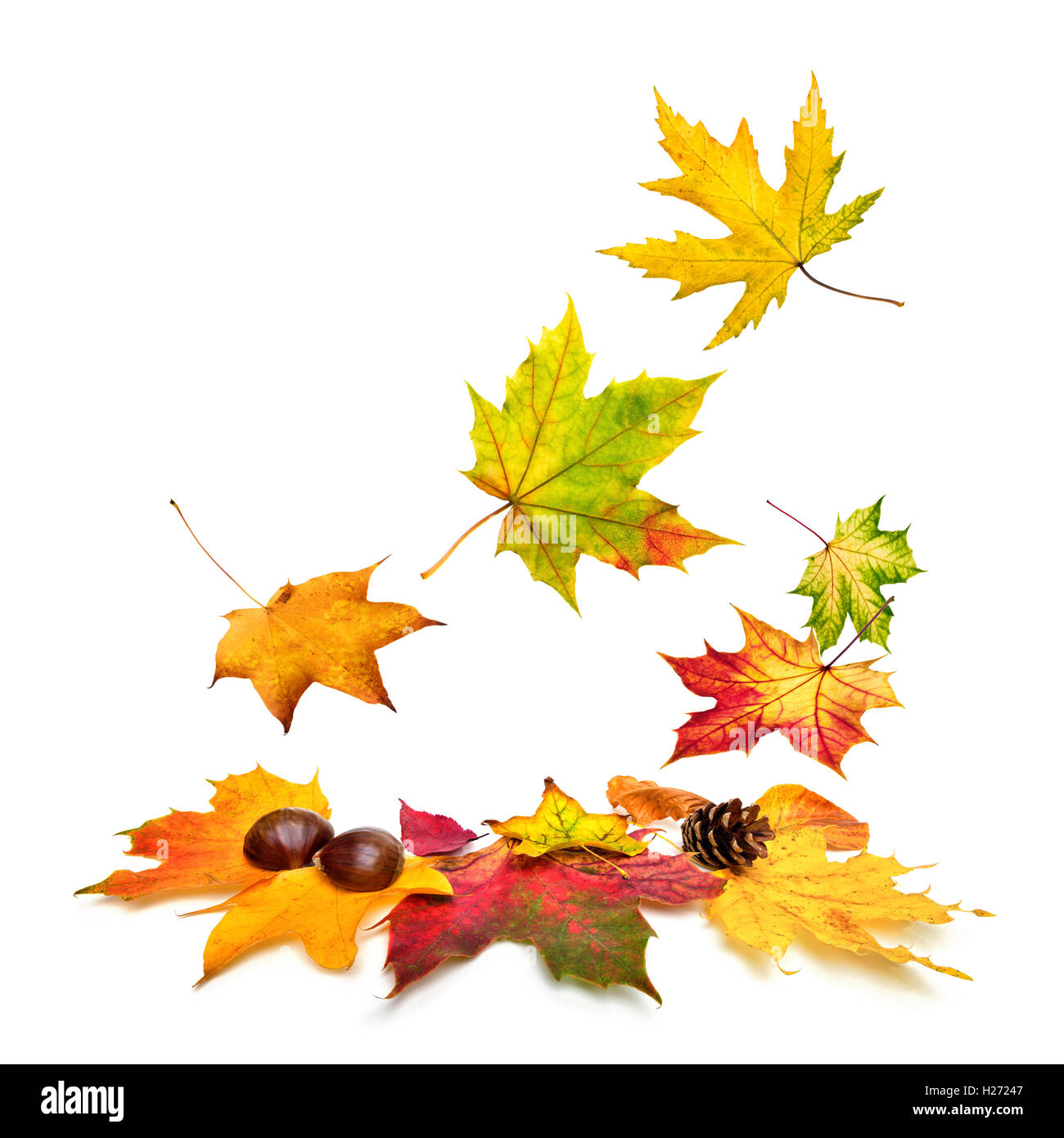 Multi-couleur isolé les feuilles d'automne tombant doucement, avec copie espace blanc Banque D'Images