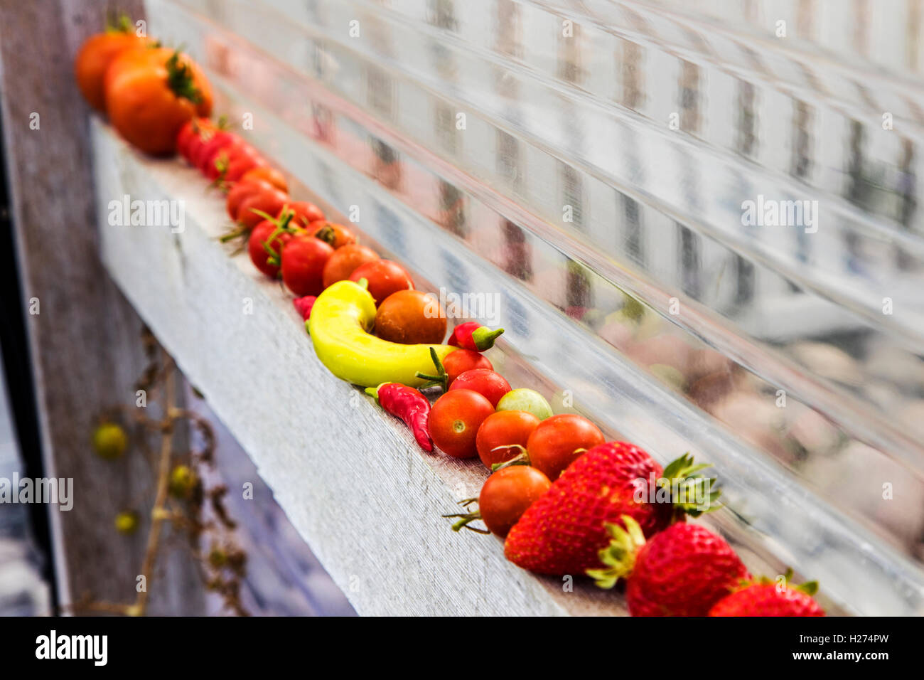 Les tomates, les fraises fraîchement cueillies, et les poivrons ; potager Banque D'Images