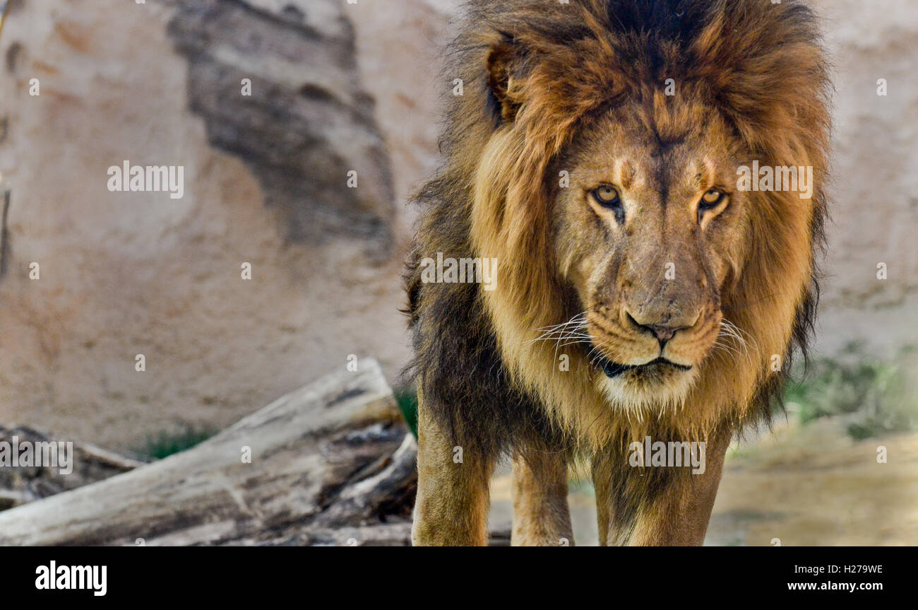 Lion mâle avec une crinière complète Banque D'Images