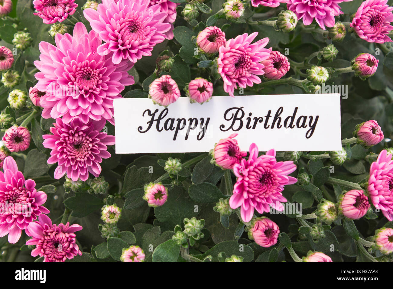 Joyeux Anniversaire Carte avec bouquet de chrysanthèmes Rose. Banque D'Images