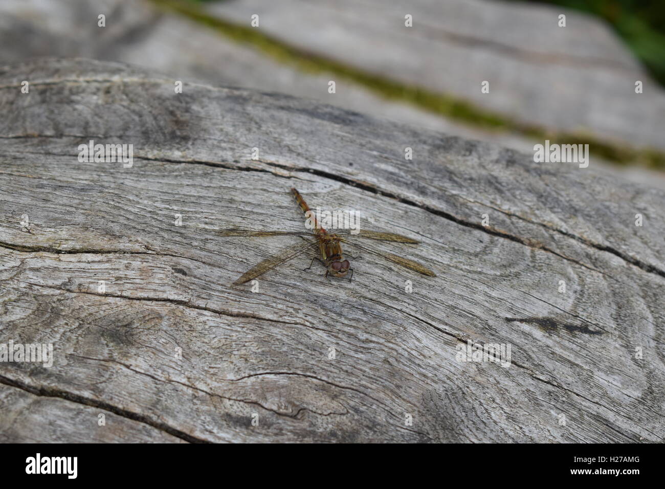 Une libellule sur bois - Bristol, Angleterre Banque D'Images