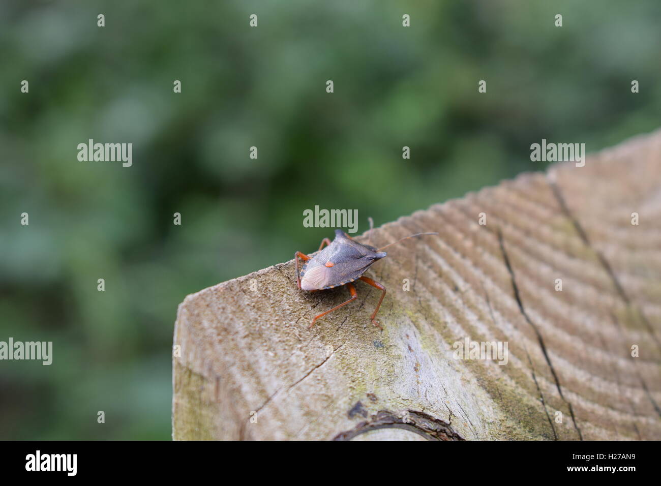 Pentatoma rufipes (Bug des forêts) sur un poteau de signalisation - Somerset, Angleterre Banque D'Images