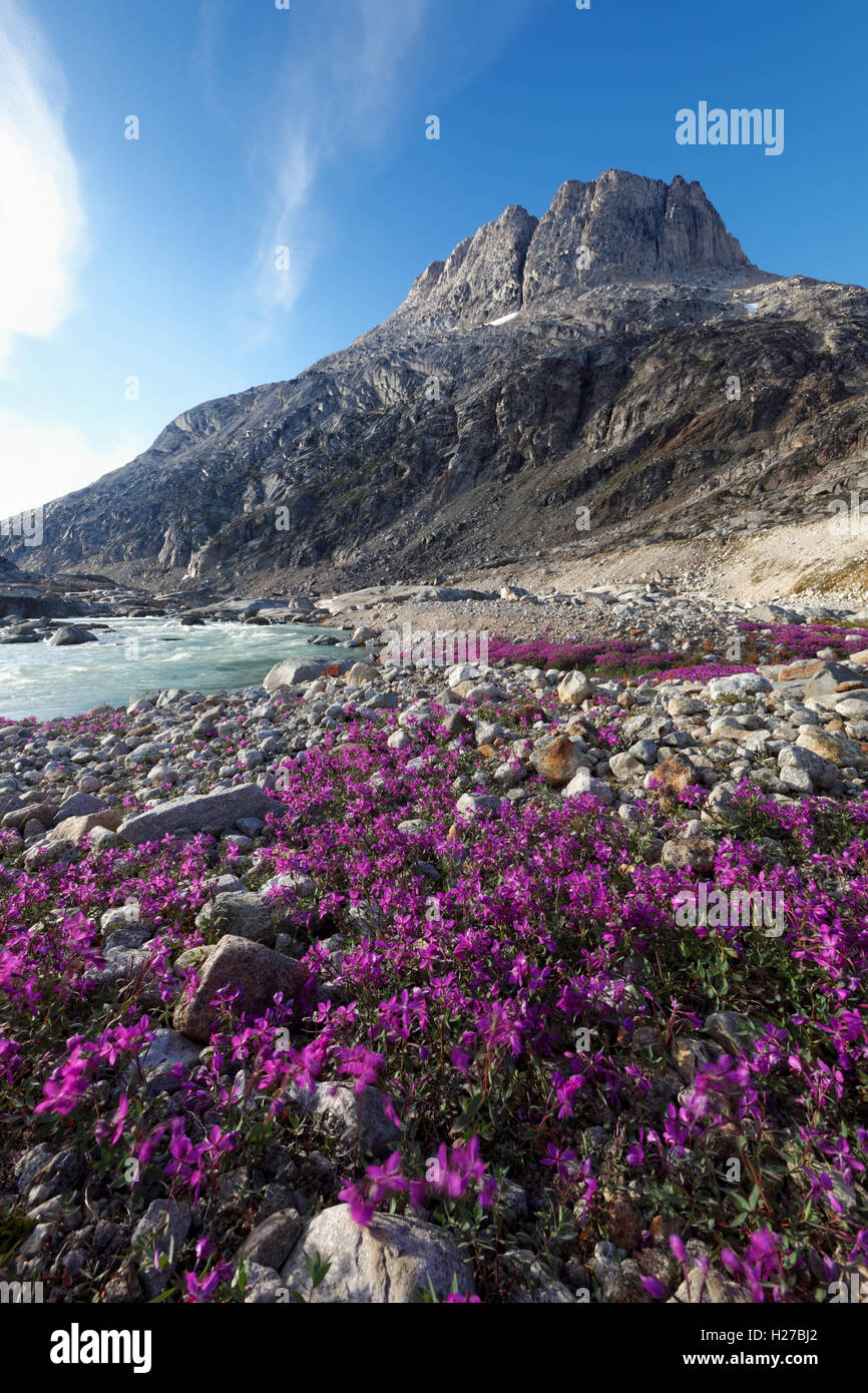 L'épilobe glanduleux et montagne, Sammileq Fjord, l'île d'Ammassalik, Est du Groenland Banque D'Images