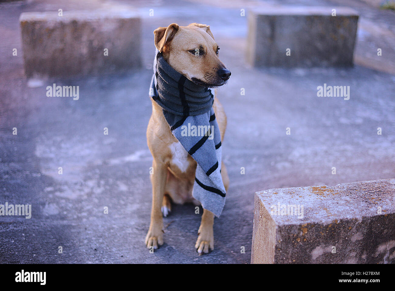 Brown chien assis sur le béton portant un foulard gris. Banque D'Images