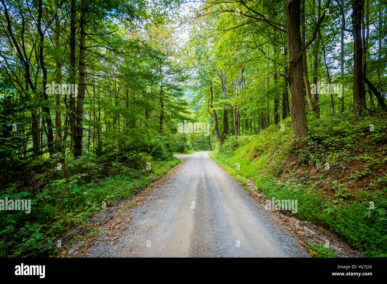 Chemin de terre à travers bois, dans la vallée de Shenandoah, en Virginie, en milieu rural. Banque D'Images