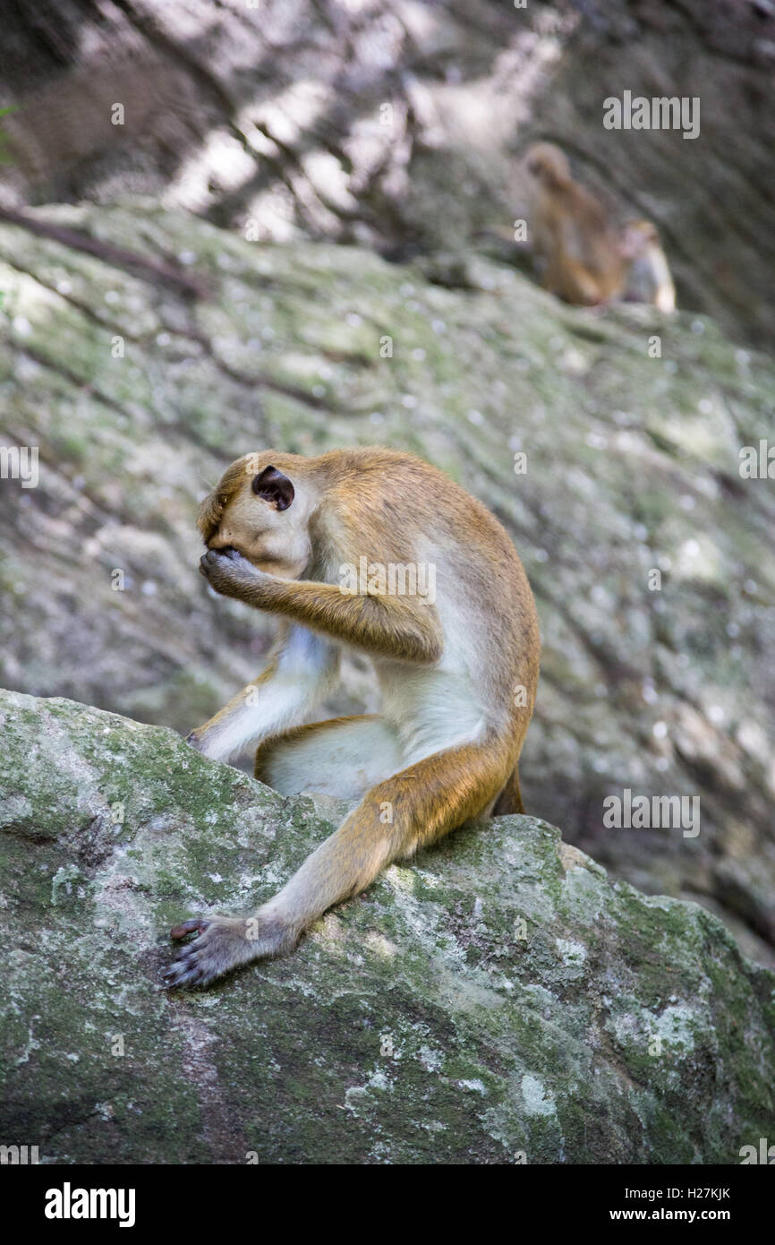 Un singe assis sur un rocher Banque D'Images