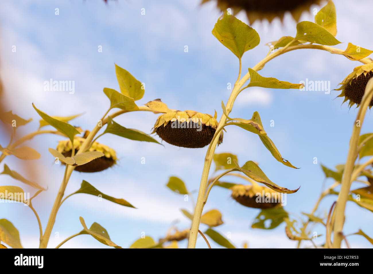 Récolte de tournesol, tournesols râpés dans le champ Banque D'Images