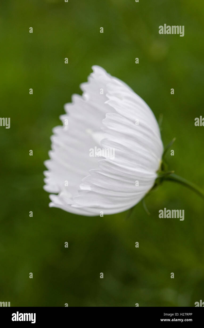 Cosmos bipinnatus 'Blanc' Cupcake fleurs. Banque D'Images