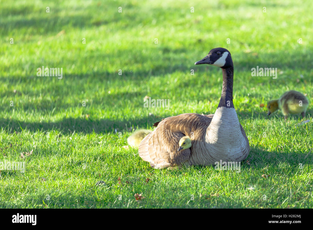 L Oie Canadienne De La Protection Et De Garder Le Bebe Au Chaud Chiches Photo Stock Alamy