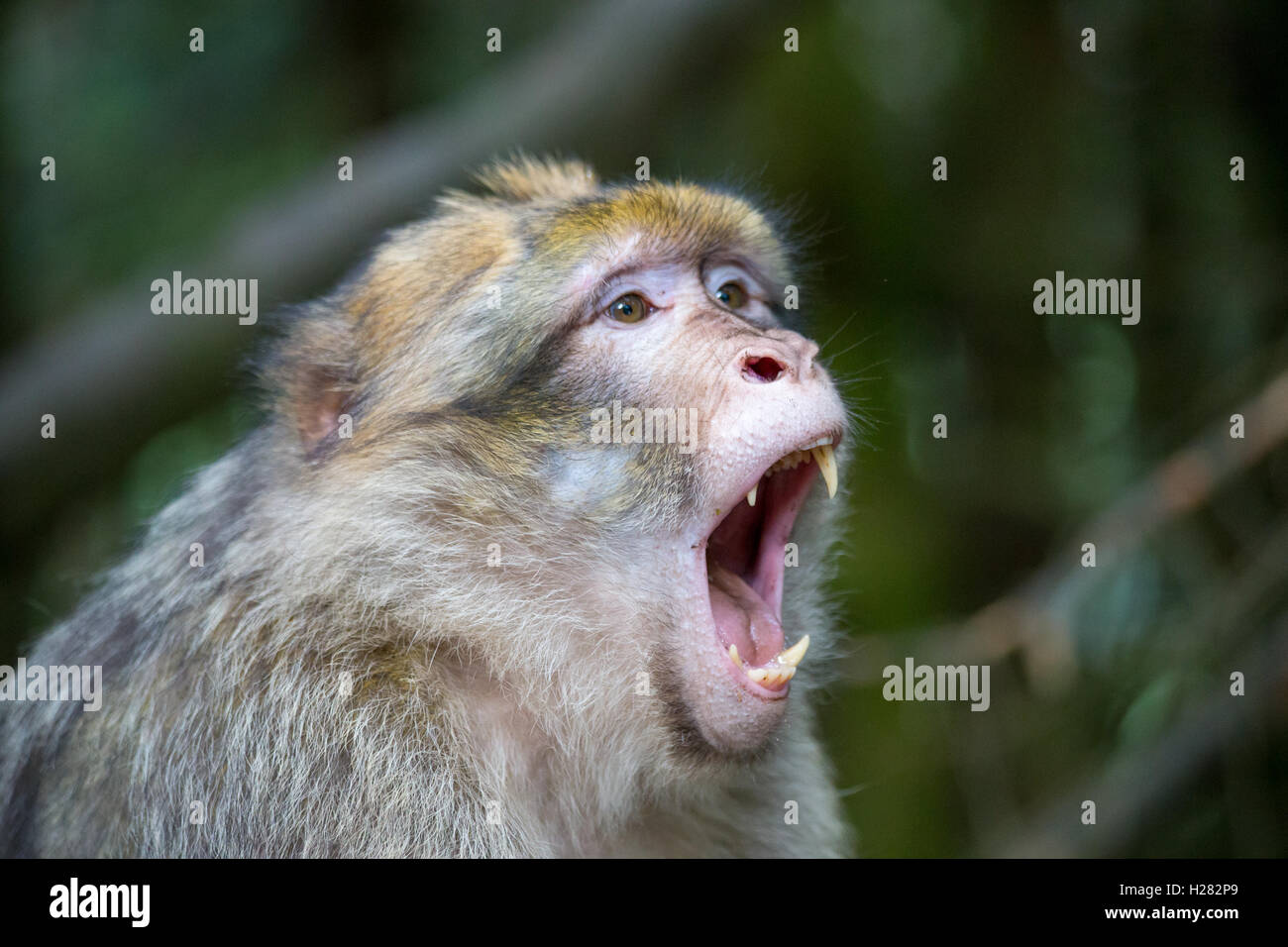 Macaque de barbarie à la montagne des Singe conservation park, Alsace, France Banque D'Images