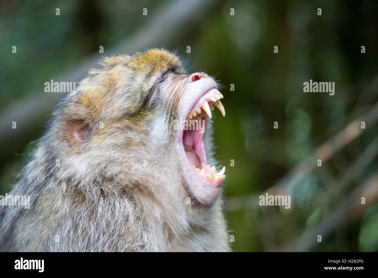 Macaque de barbarie montrant ses dents sur la Montagne des Singe conservation park, Alsace, France Banque D'Images