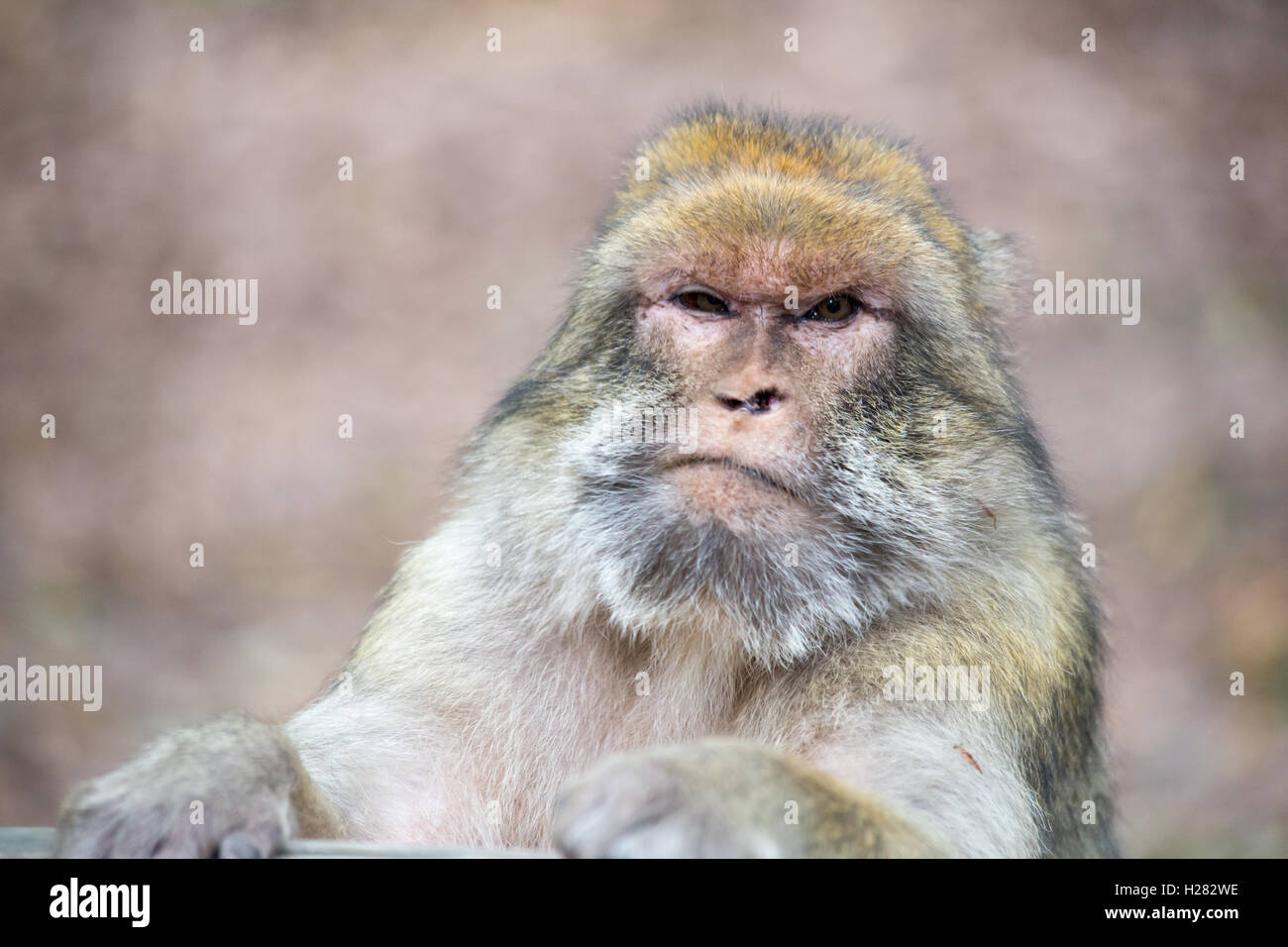 Macaque de barbarie à la montagne des Singe conservation park, Alsace, France Banque D'Images
