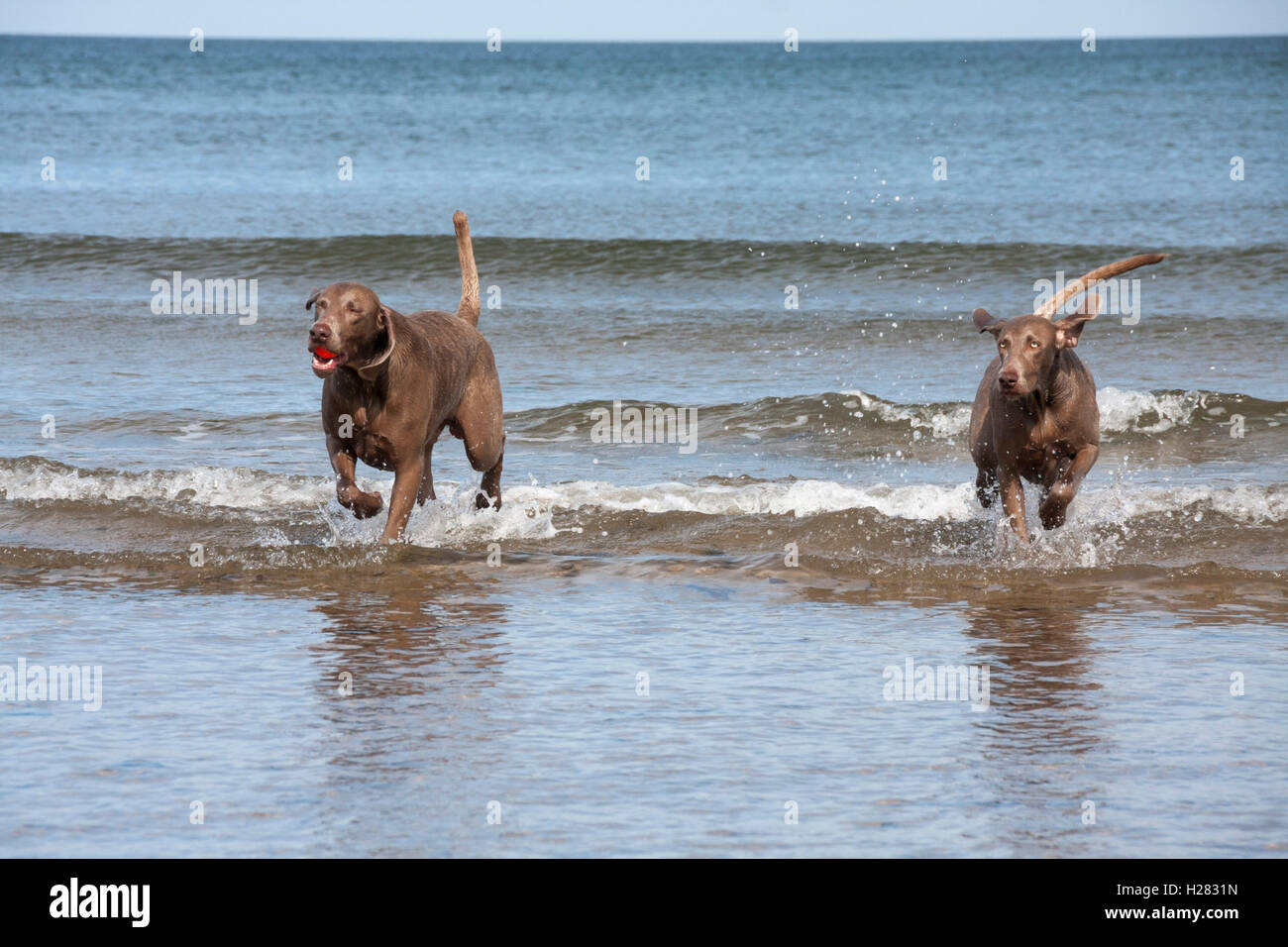 Braque de chiens jouant dans la mer à Paris Plage avec une balle orange avec la marée dans l'arrière-plan Banque D'Images