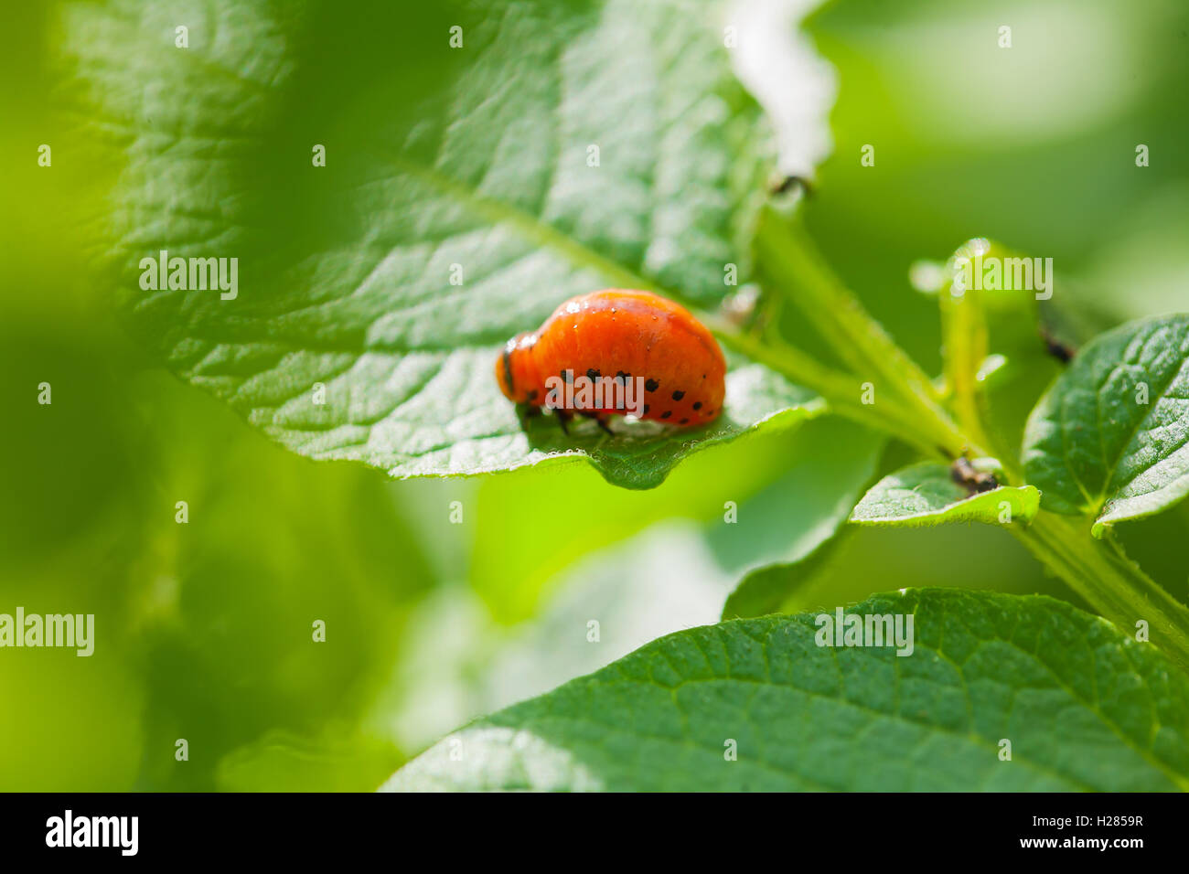 Larve de doryphore sur des feuilles de pomme de terre Banque D'Images