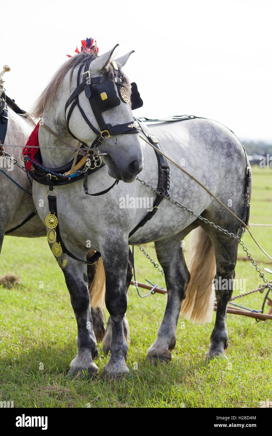 Shire Horse dans le faisceau Banque D'Images