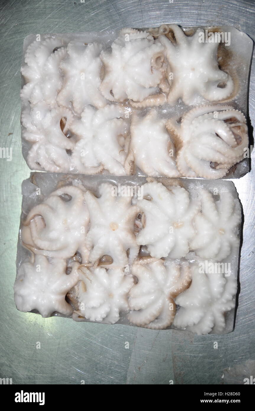 Poulpe congelé pour l'exportation de produits dans une usine de fruits de  mer Photo Stock - Alamy