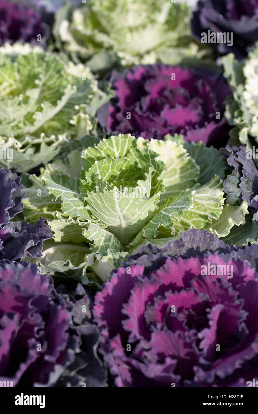 Brassica oleracea. Les choux d'ornement. Banque D'Images
