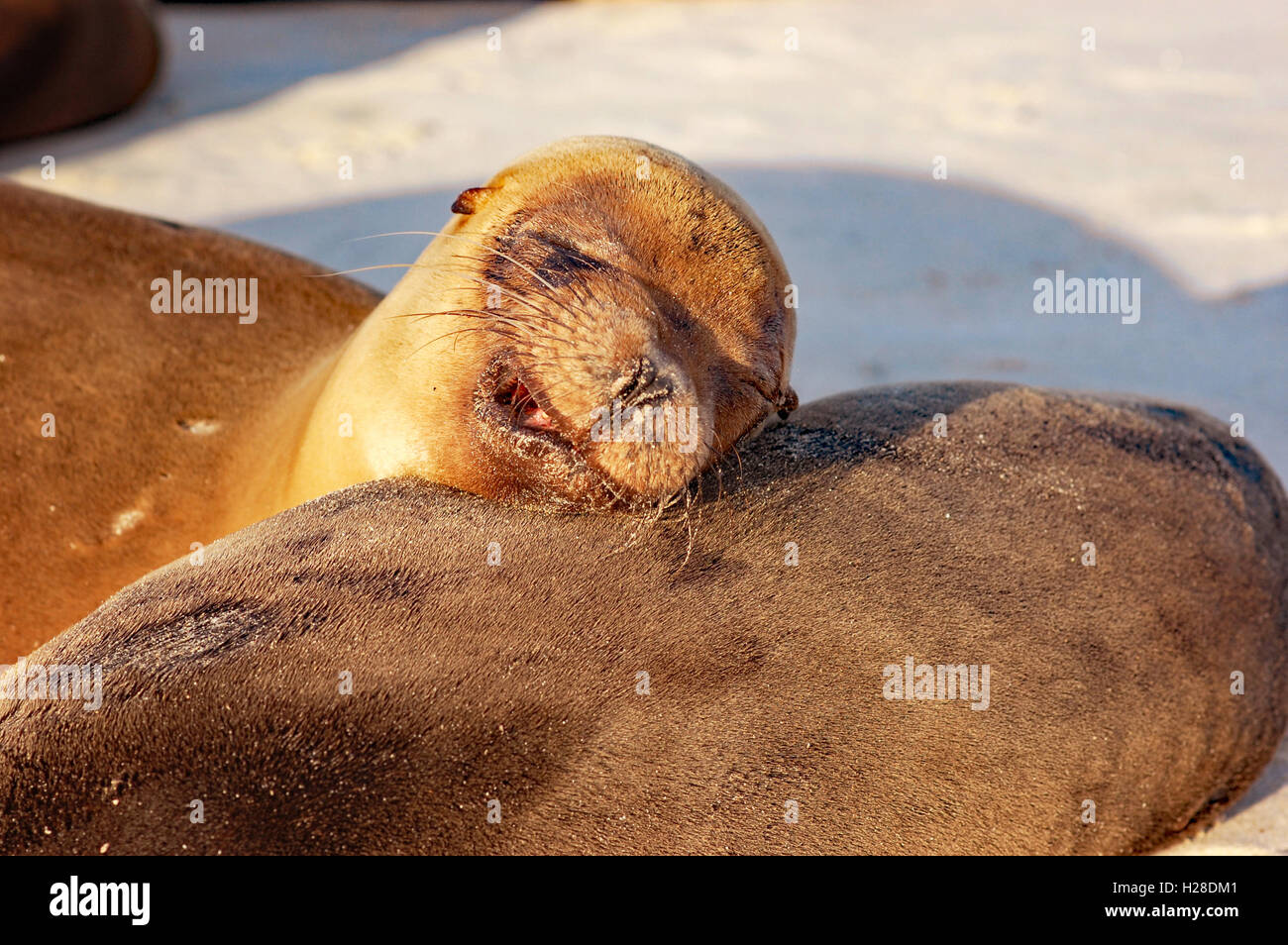 Les lions de mer dormir dans la chaleur du soleil sur la plage de Galapagos Banque D'Images