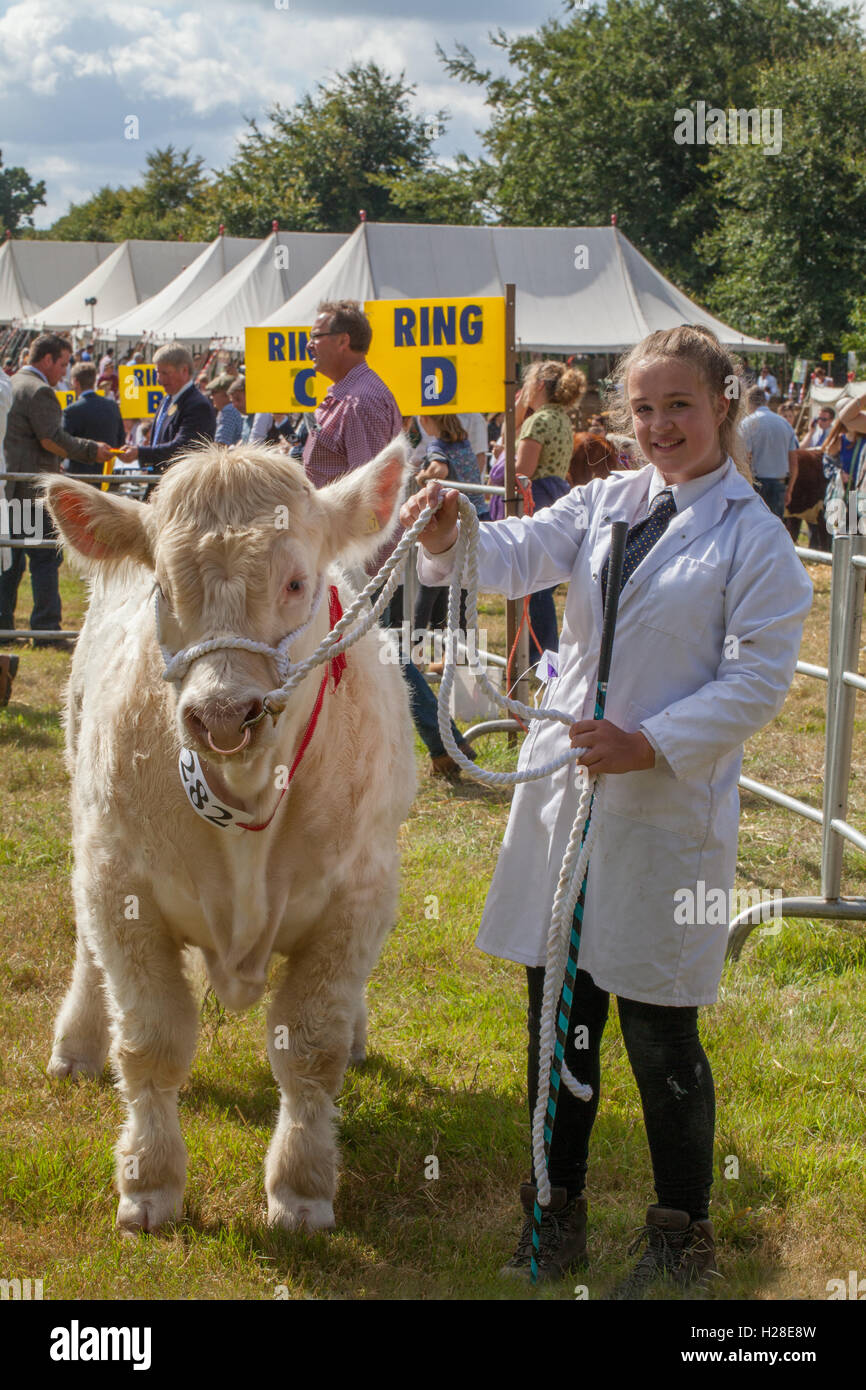 Vache charolaise (Bos taurus). Ring d'exposition. Aylsham Show Agricole Annuelle. Norfok. Races de boucherie. Banque D'Images