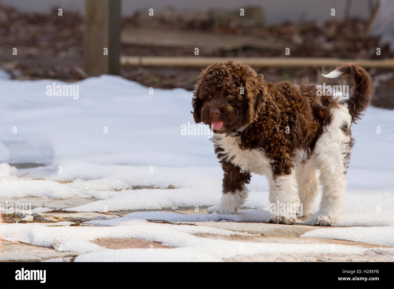 Cockapoo blanc Banque de photographies et d’images à haute résolution ...